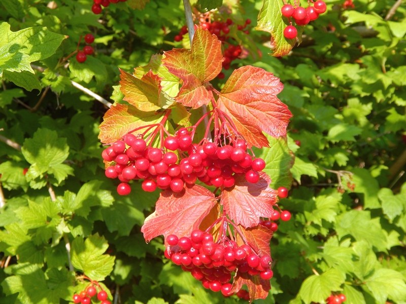 Viburnum opulus